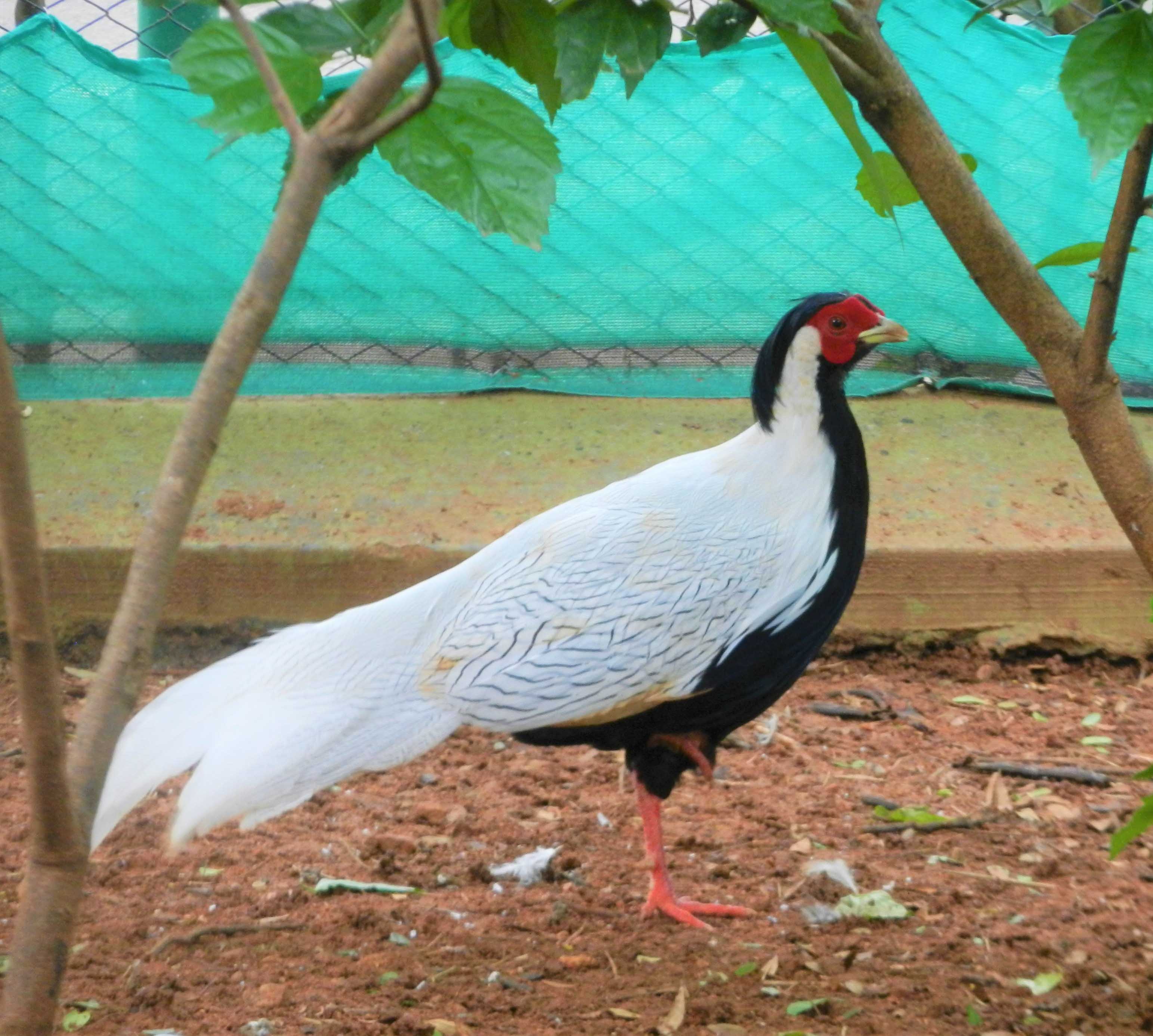Silver Pheasant